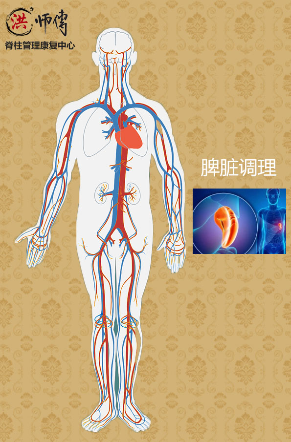 脾脏调理 脾脏调理