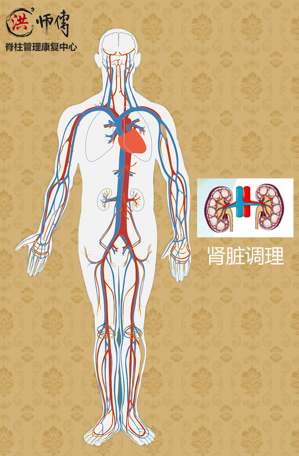 肾脏调理 肾脏调理